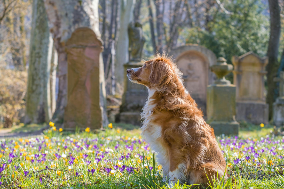 5 Heartwarming Ways to Honor a Pet You’ll Never Forget 🕊️